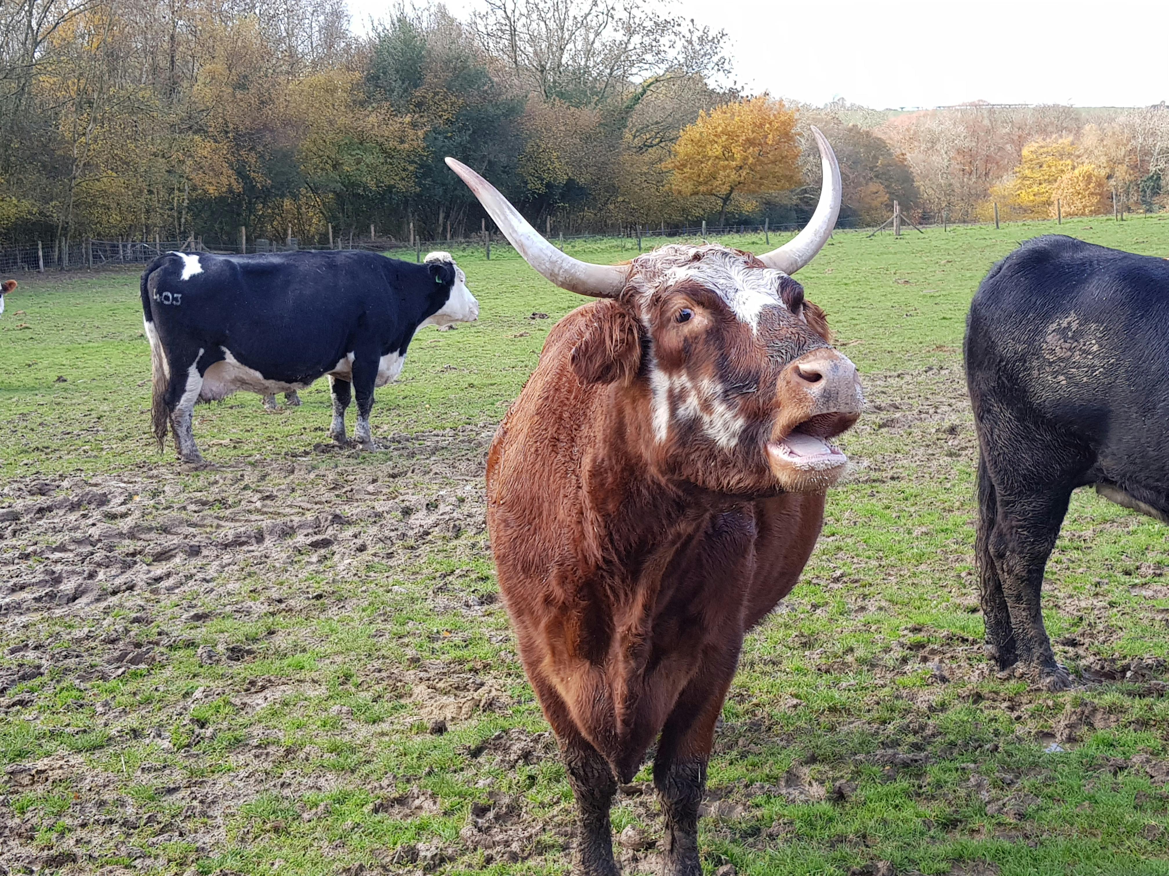 Kostenloses Foto Zum Thema Kuh Kuhe Susse Tiere