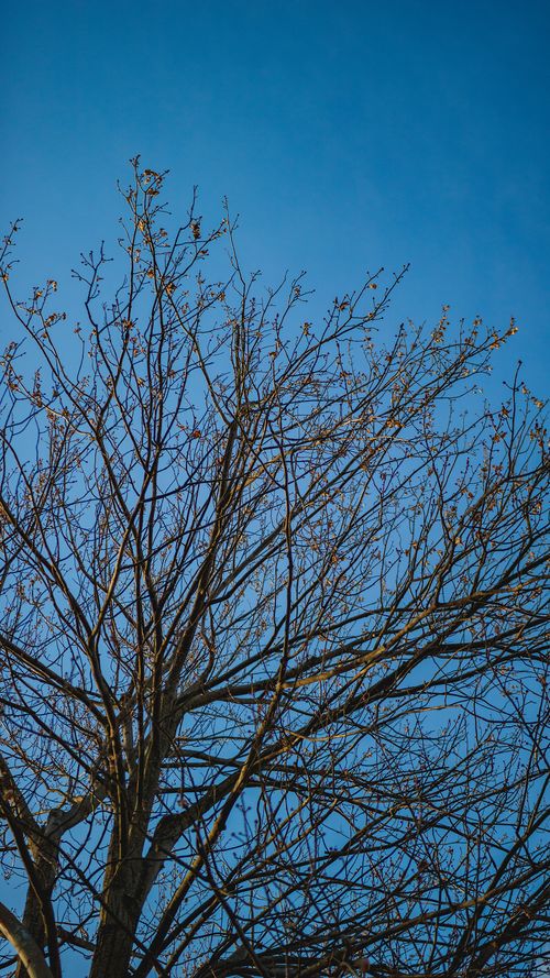 Free A striking image of a bare tree's branches silhouetted against a vibrant blue sky. Stock Photo