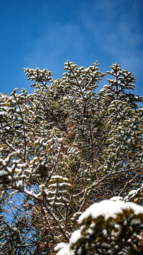 Low Angle Shot of a Tree with Snow on the Branches under a Clear, Blue Sky 