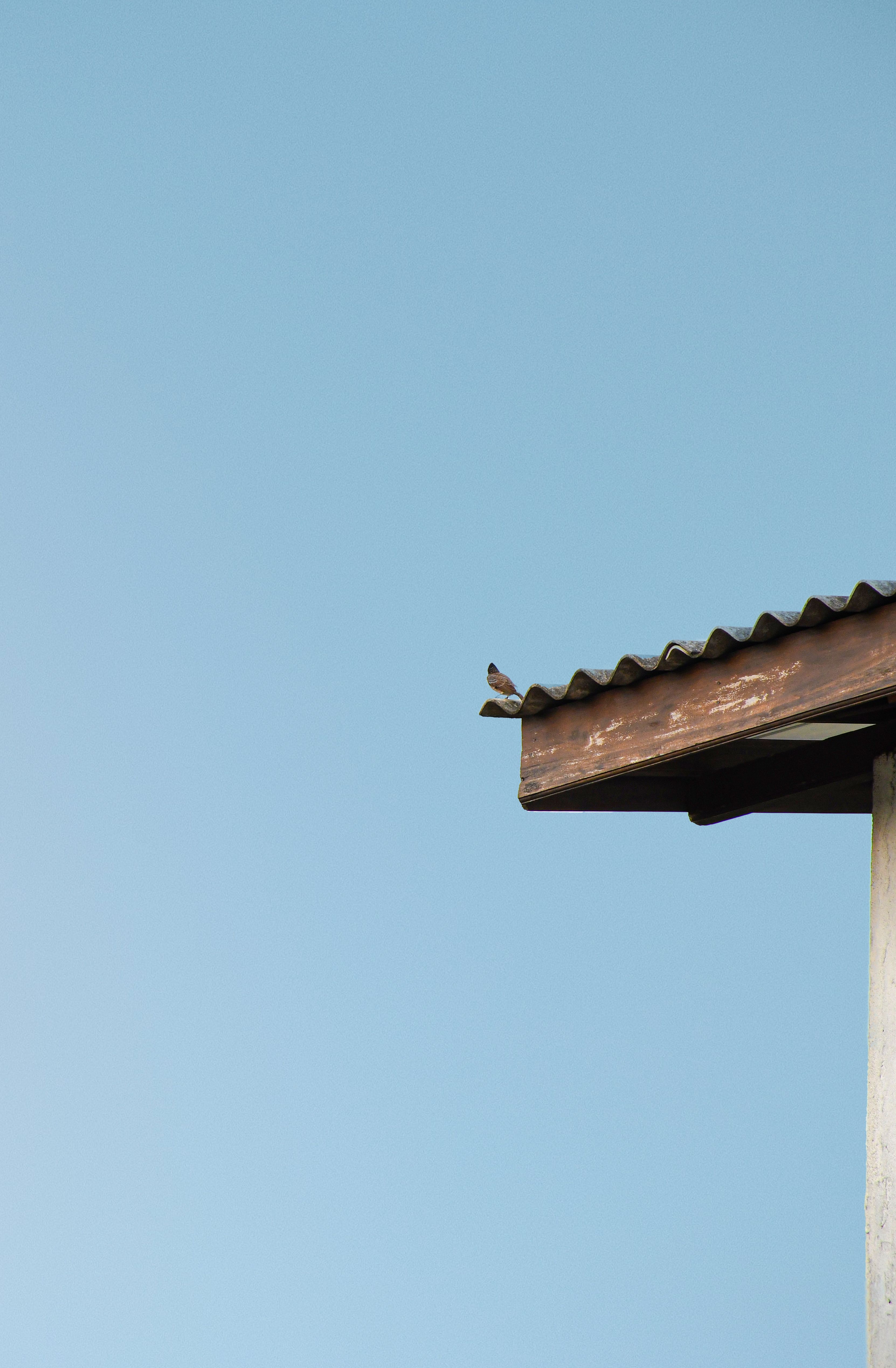 A small bird perches on the edge of a building's roof, highlighting simplicity and tranquility.