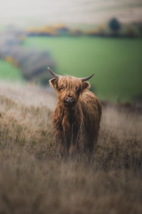 A Highland Cow in a Field 