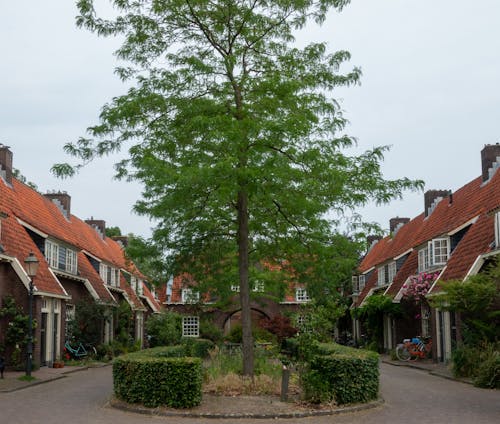 A Tree in the Middle of an Alley with Houses