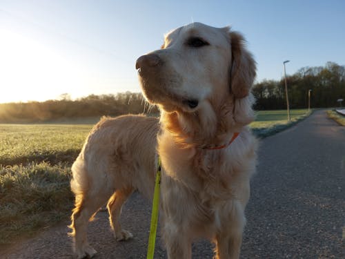 Foto stok gratis anjing, anjing golden retriever, bidang