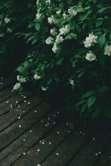 Close-up of white flowers and green leaves on a wooden path, evoking a serene and natural ambiance.
