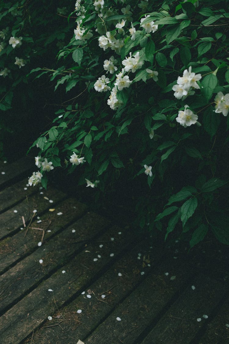 White Flowers On Bush