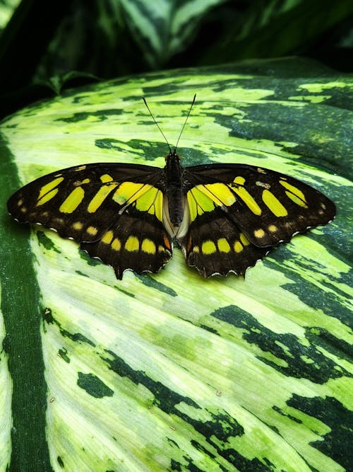 Foto profissional grátis de beleza na natureza, borboleta, borboletas