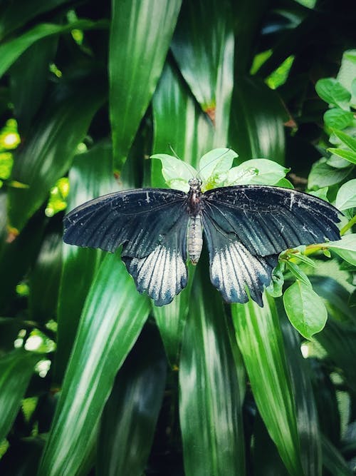 Foto profissional grátis de beleza na natureza, borboleta, borboletas