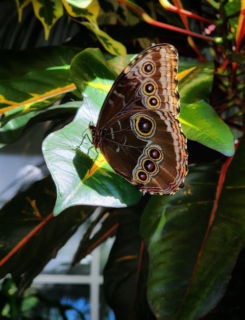 Foto profissional grátis de beleza na natureza, borboleta, borboletas