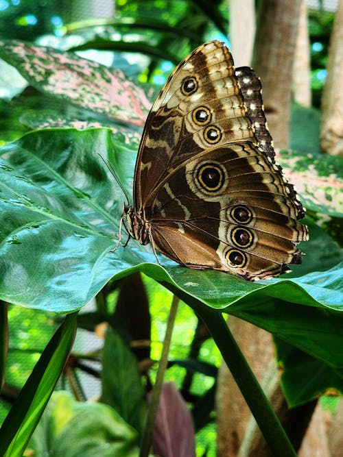 Foto profissional grátis de beleza na natureza, borboleta, borboletas