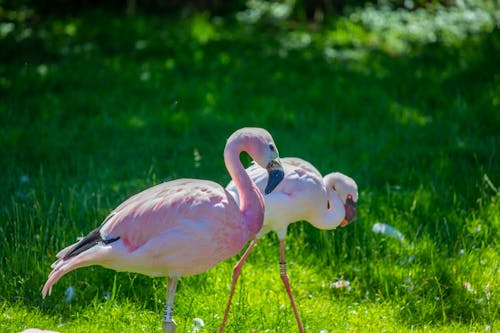 Gratis lagerfoto af flamingo, lyserød