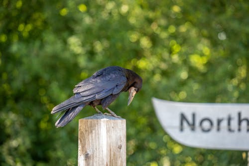 Foto d'estoc gratuïta de Corb, ocell negre
