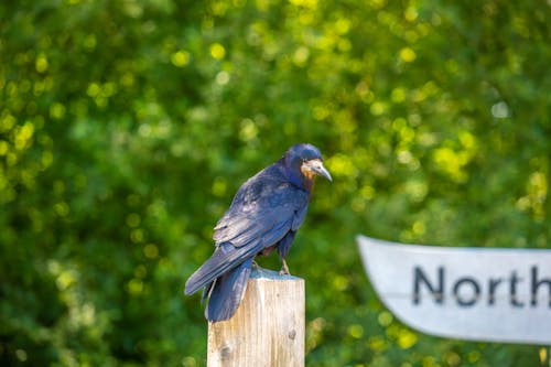 Foto profissional grátis de ave, corvo, negro