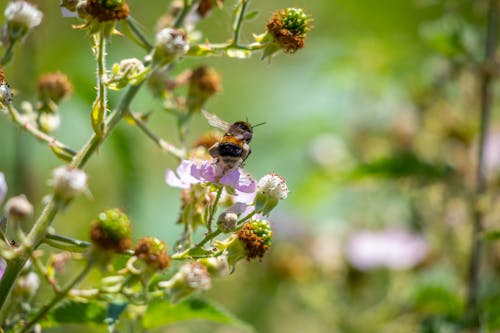 Gratis arkivbilde med bie, blomst, flue