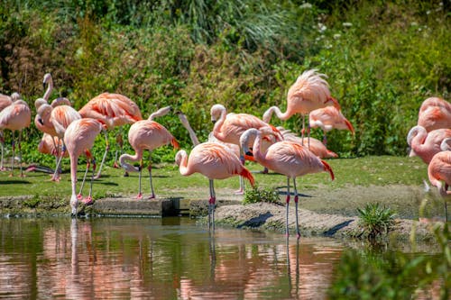 Gratis lagerfoto af flamingo