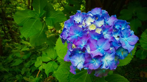 Free stock photo of beautiful flowers, blue, blue flower