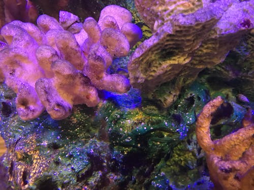Ingyenes stockfotó színes korall duó témában