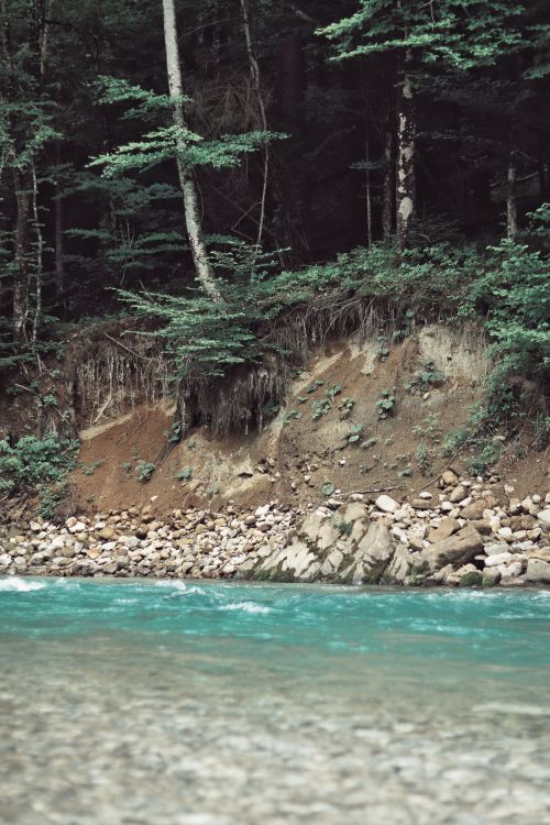 Free A tranquil stream flowing through a lush green forest with rocky banks and dense trees. Stock Photo