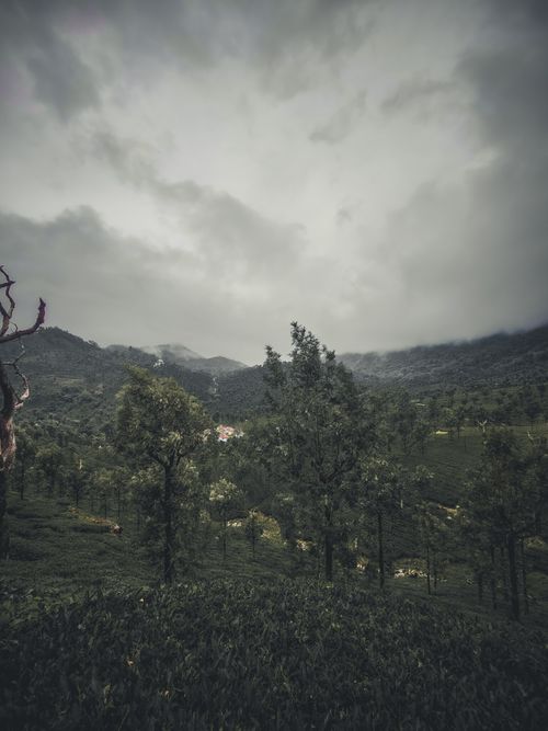 Free Serene view of misty Madikeri hills with lush green forest under overcast skies. Stock Photo