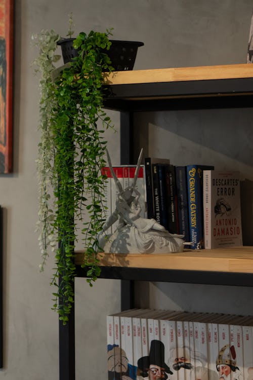 Plant over Books and Figurines on Shelves