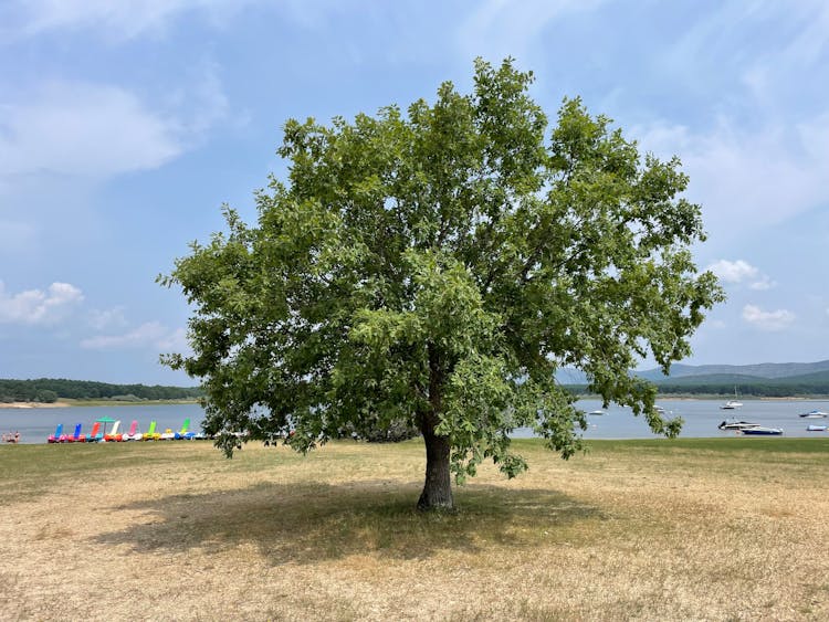 Single Tree On Lakeshore