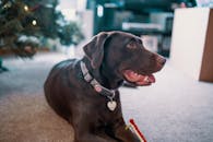 一只棕色拉布拉多猎犬躺在室内，靠近一棵装饰精美的圣诞树，散发着温暖和节日气息