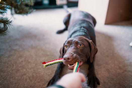 一只快乐的巧克力色拉布拉多猎犬正在舒适的家里，和一个色彩缤纷的玩具玩拔河