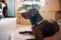 一只巧克力色的拉布拉多犬躺在室内，周围堆着盒子和一棵装饰好的圣诞树