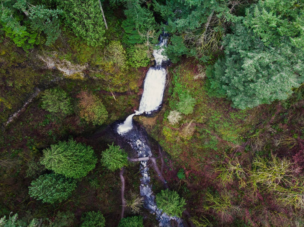 Základová fotografie zdarma na téma divočina, dron, les