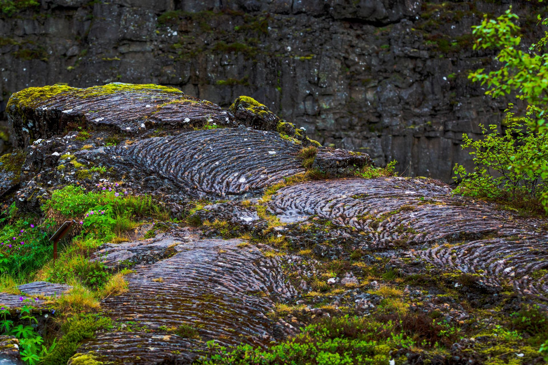 Beautiful eroded rock layers surrounded by vibrant green plants and moss.