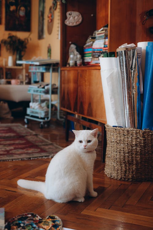 A White Shorthair Cat Sitting on the Floor in a Room 