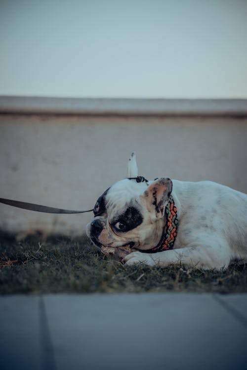 Cute Dog Lying on Ground