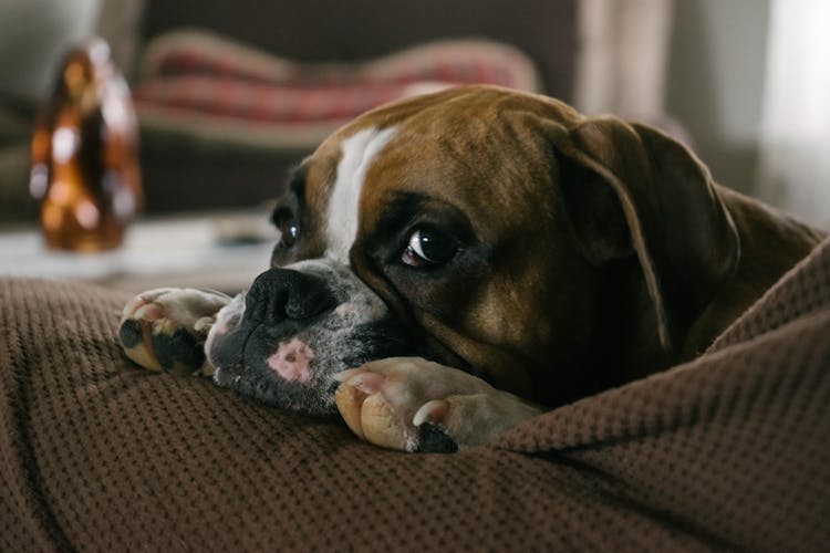 English Bulldog On Couch