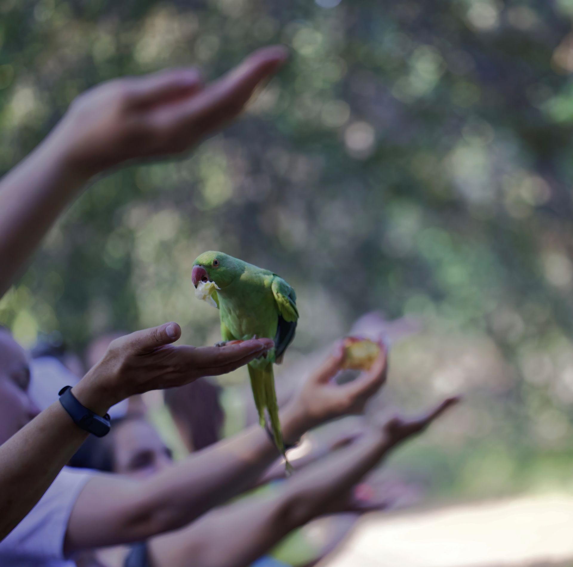 A group of people are holding up their hands to feed a bird