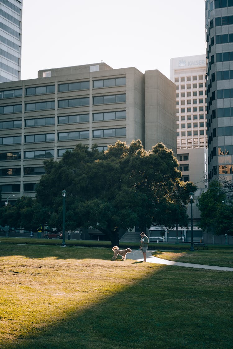 A Man Walking The Dog In A Park Between Modern Buildings In City 