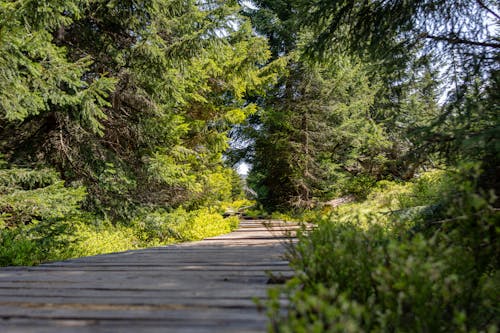 View of a Boardwalk between Green Trees 