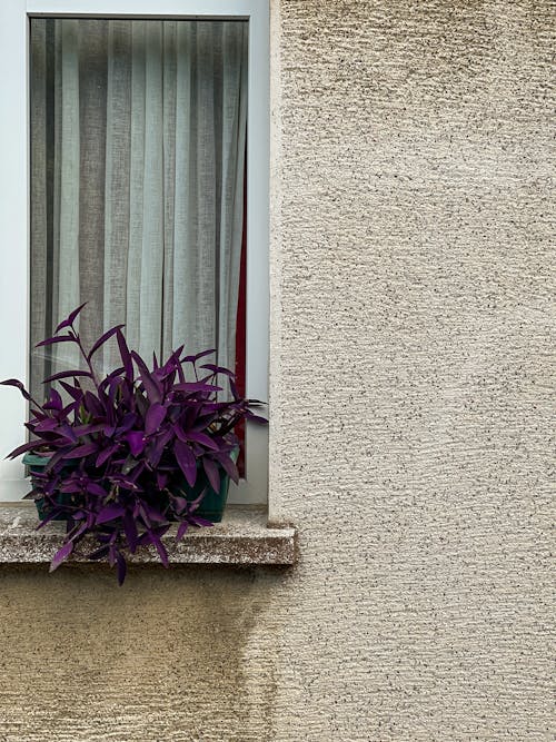 Безкоштовне стокове фото на тему «tradescantia pallida, Windows, вертикальні постріл»