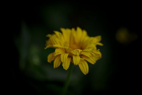 Close-up of a Bright Yellow Flower