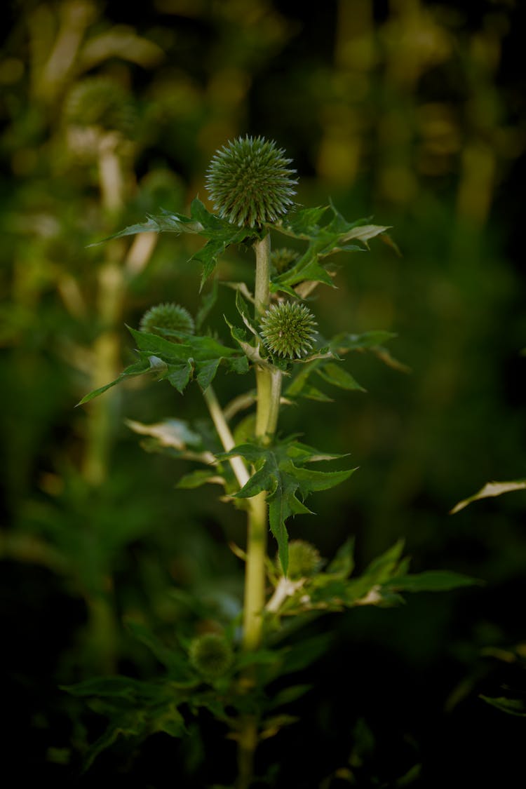 Green Flower In Nature