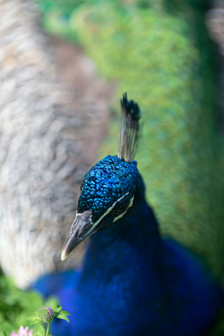 Blue Peacock Head