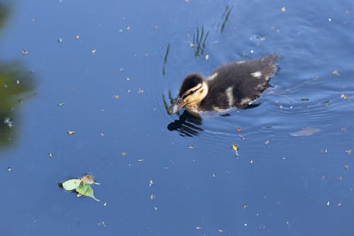 Duckling Swimming in Water