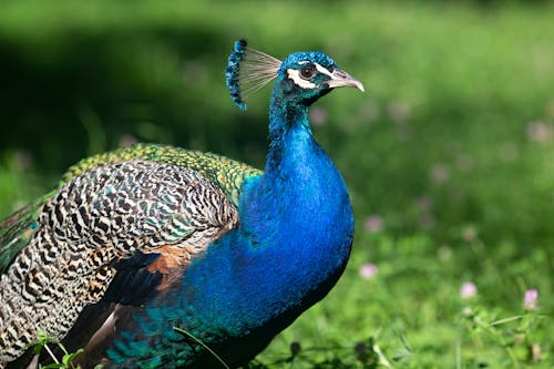 Foto profissional grátis de pavão