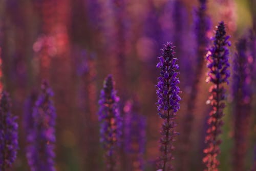 Purpere Bloemen In Een Zonsondergang