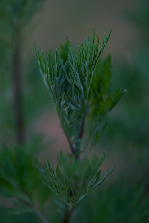 Closeup of a Conifer Plant