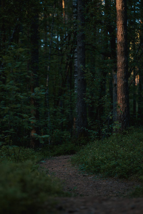 Free A tranquil forest path surrounded by lush trees casting gentle shadows. Stock Photo