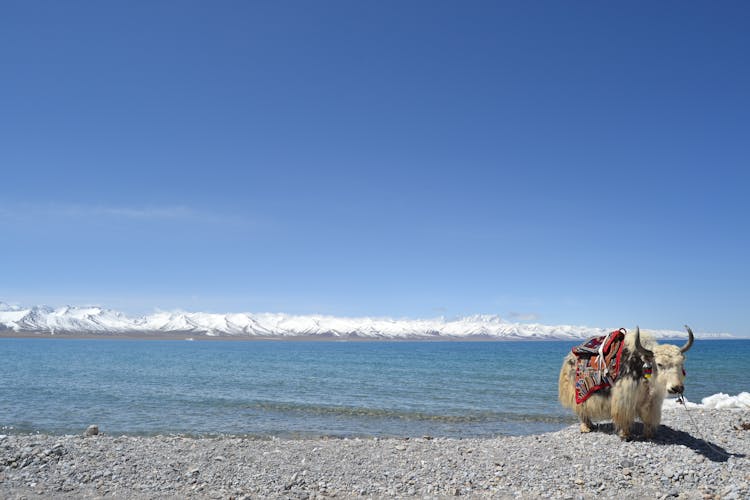 Yak Standing On Seashore 