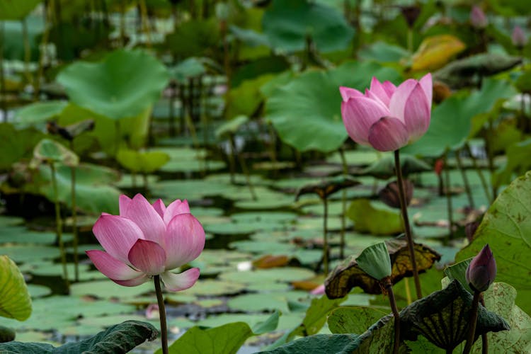 Close-up Of Blooming Lotus Flowers In Water