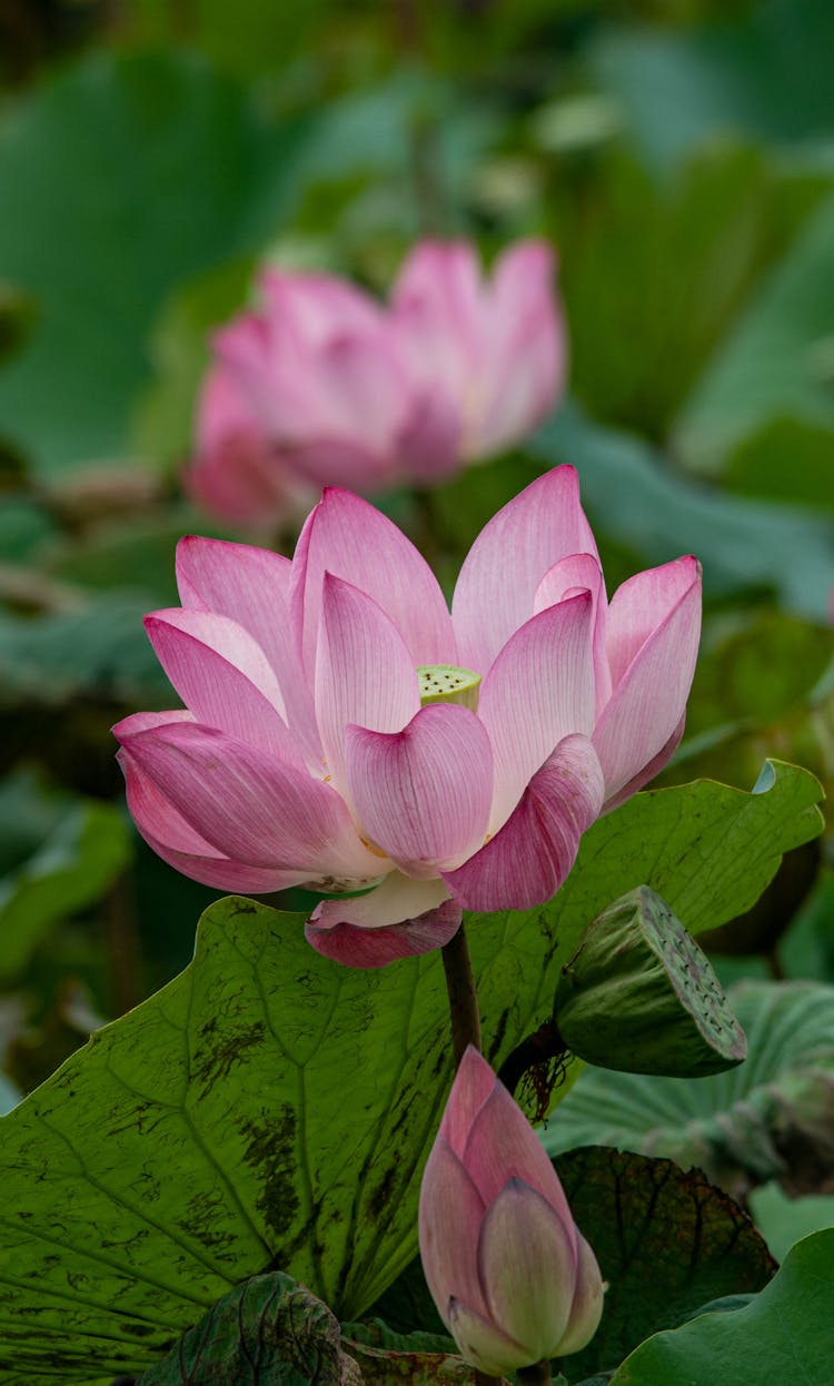 Pink Lotus Flowers