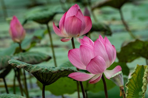 Close up of Lotus Flowers