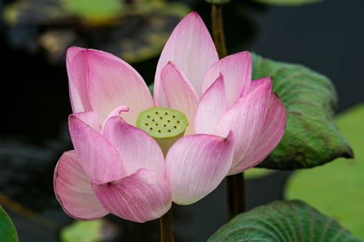 Close-up of Lotus Flower in Nature