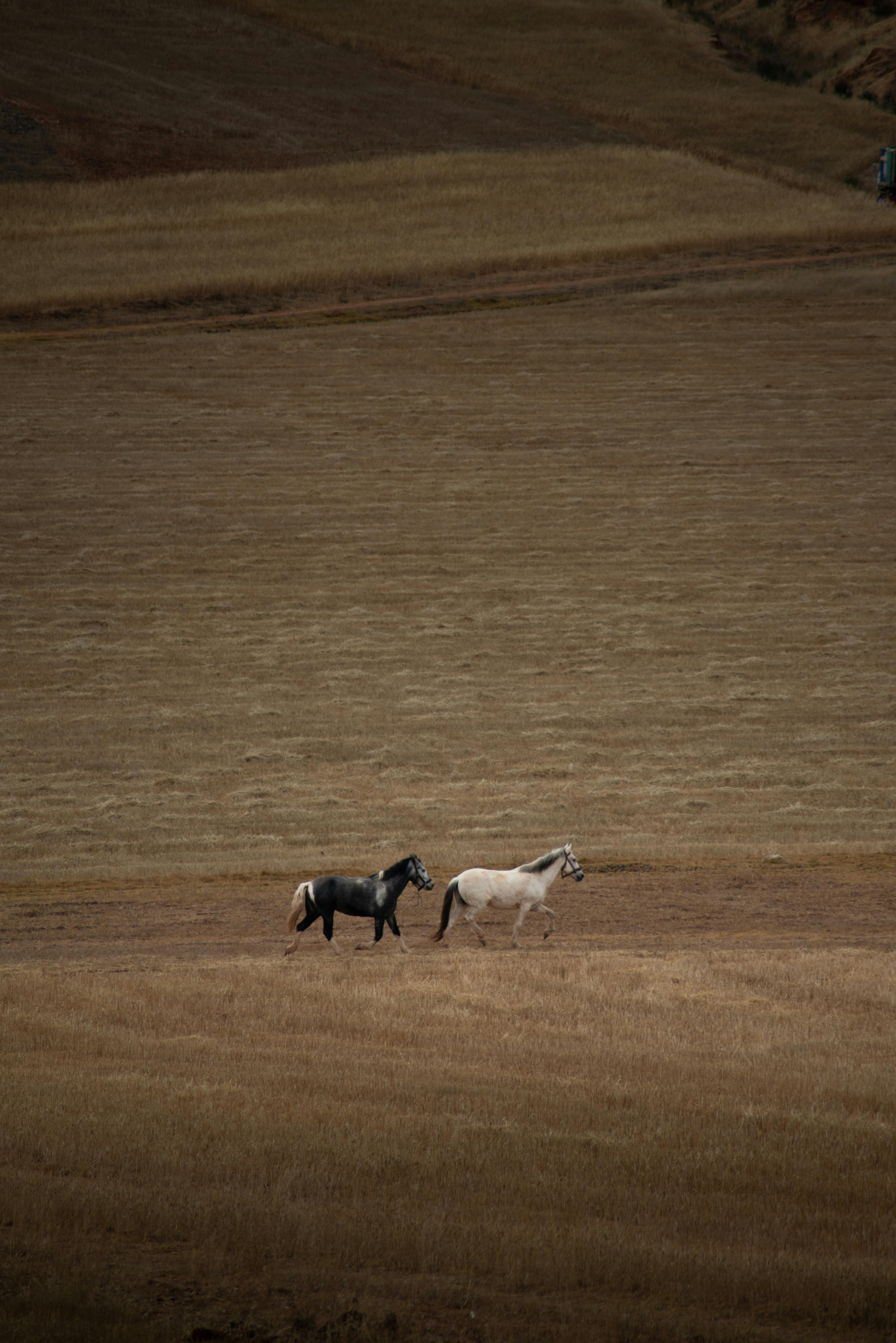Two horses gallop freely across a rustic countryside field, embodying the spirit of nature.